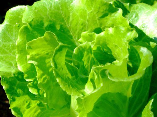 Lactuca sativa