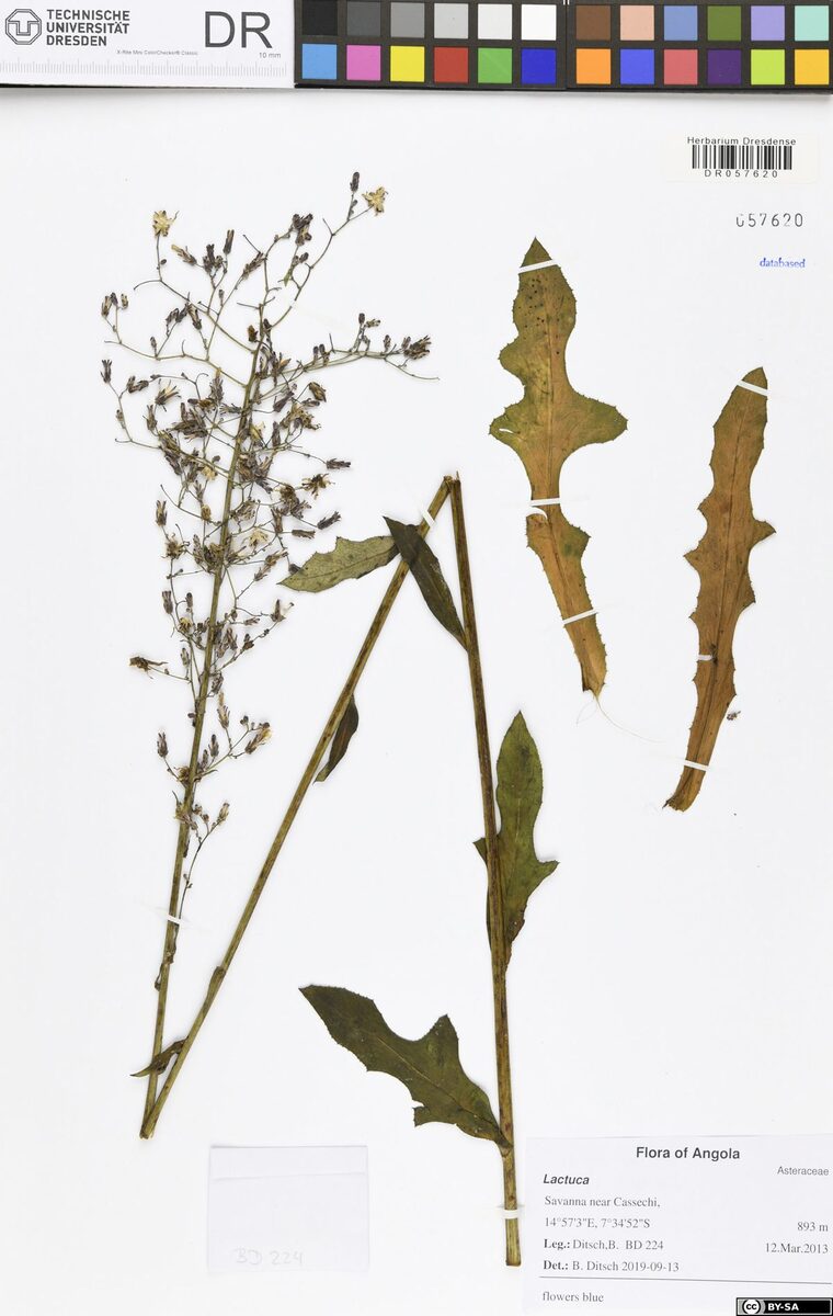 Lactuca schulzeana — photo