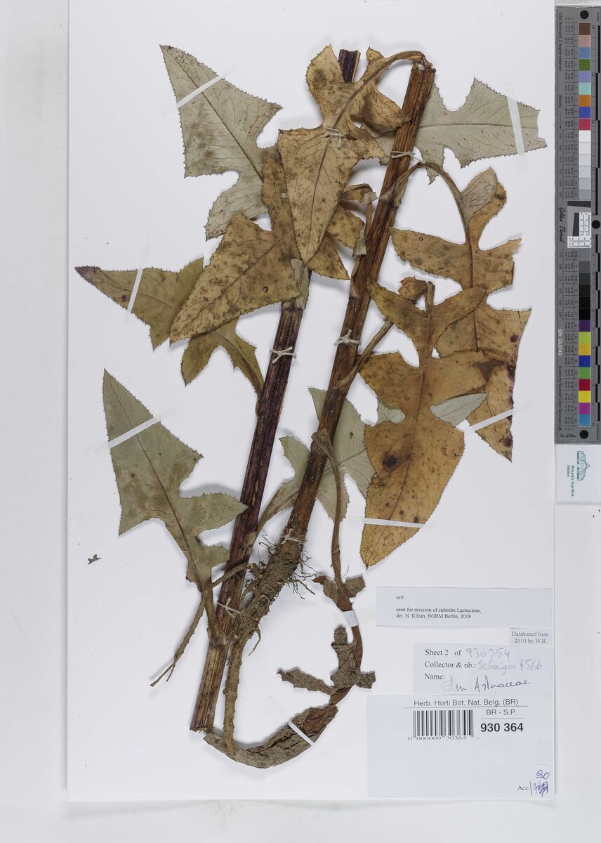 Lactuca schulzeana — photo
