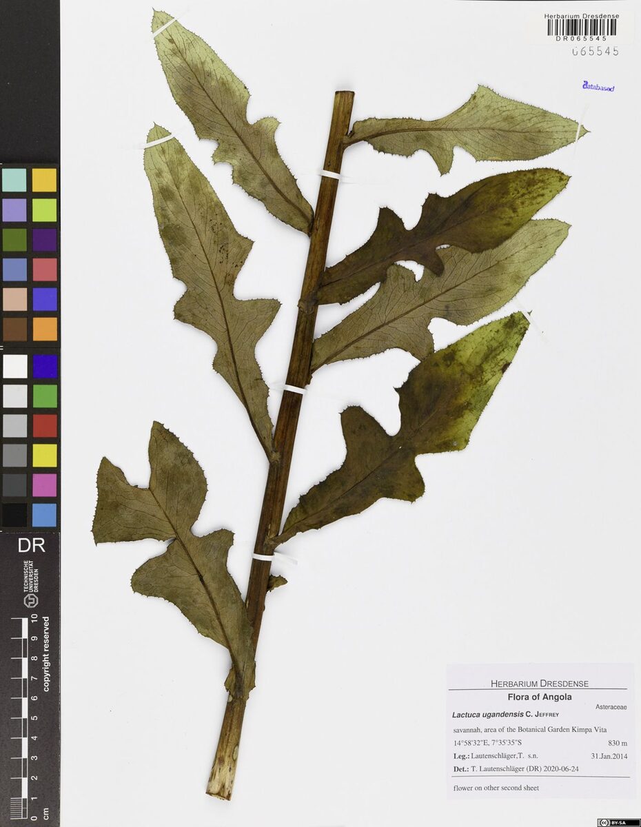 Lactuca schulzeana