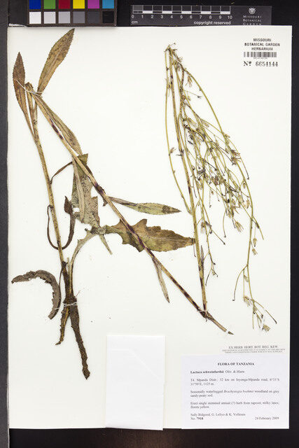 Lactuca schweinfurthii — photo