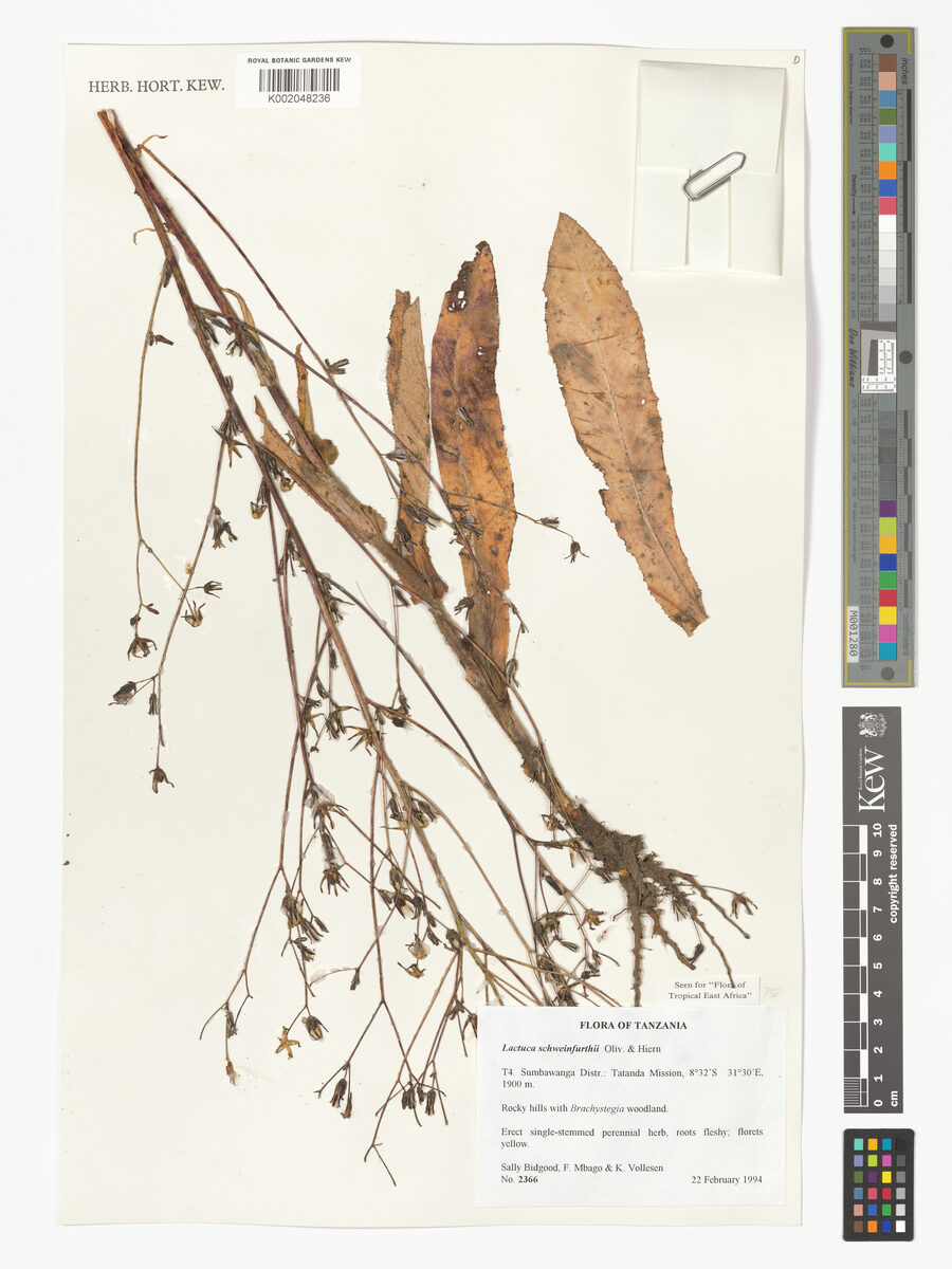 Lactuca schweinfurthii — photo