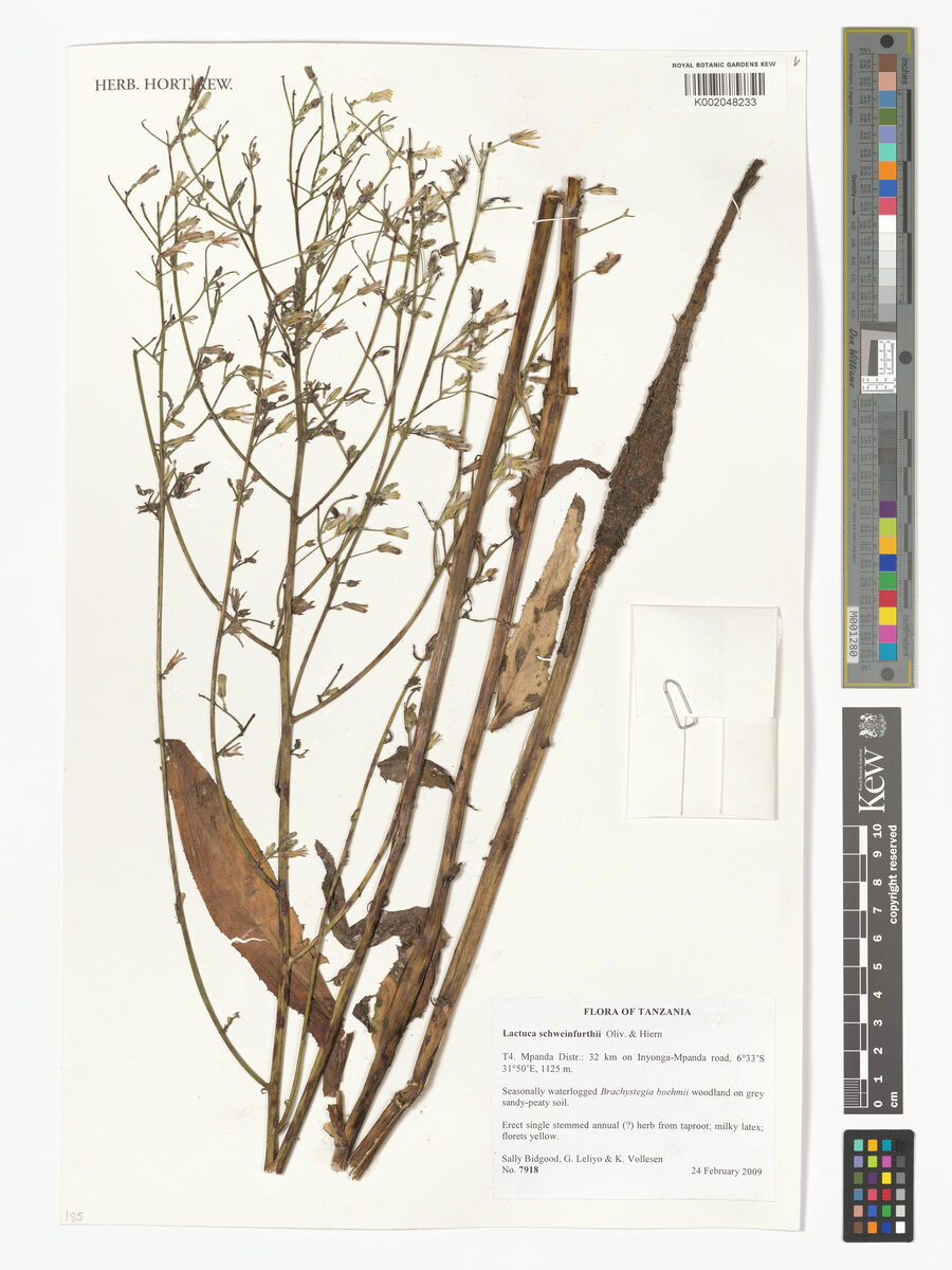 Lactuca schweinfurthii