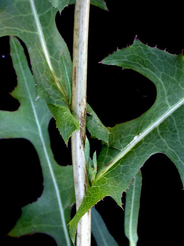 Lactuca serriola (Prickly Lettuce) — photo