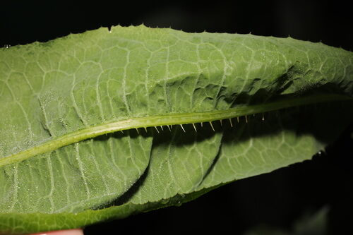 Lactuca serriola (Prickly Lettuce) — photo