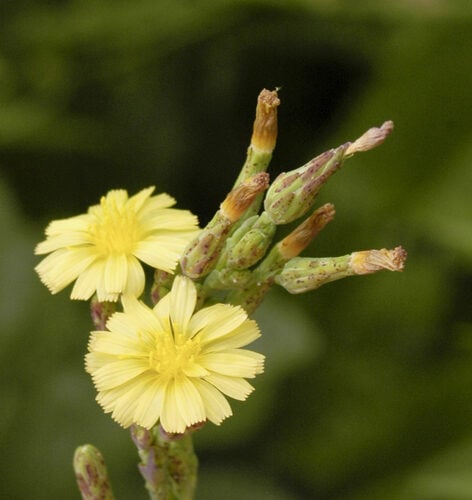 Lactuca serriola