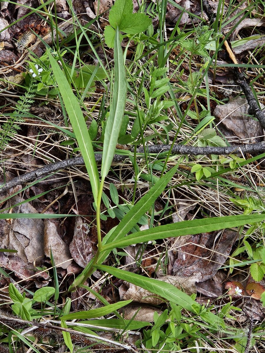 Lactuca sibirica - (L.)Maxim. (Prickly lettuce) — photo
