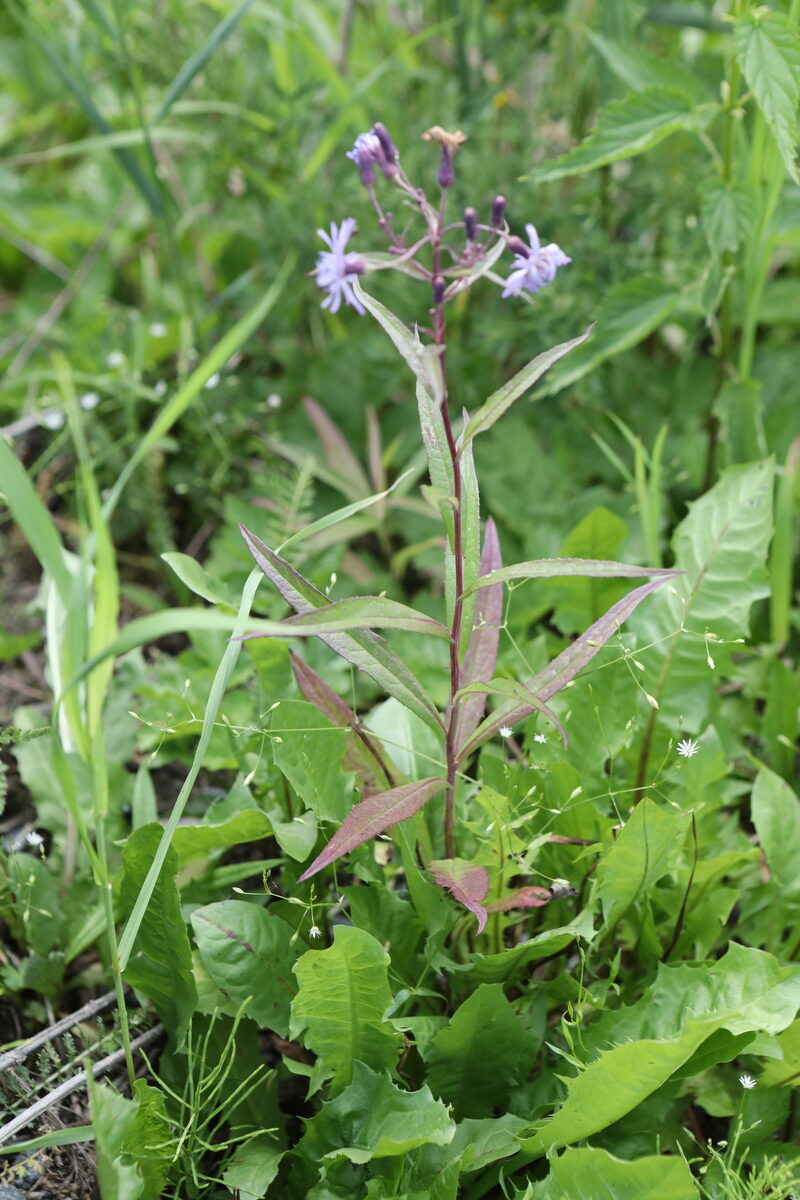 Lactuca sibirica - (L.)Maxim. (Prickly lettuce) — photo