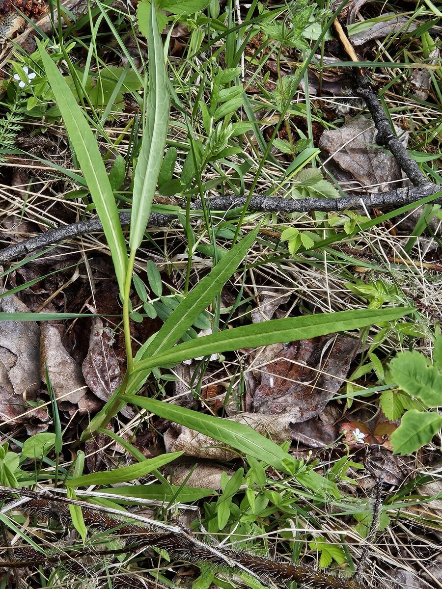 Lactuca sibirica - (L.)Maxim.