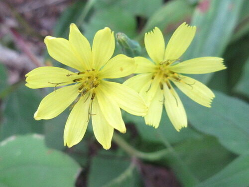Lactuca triangulata — photo
