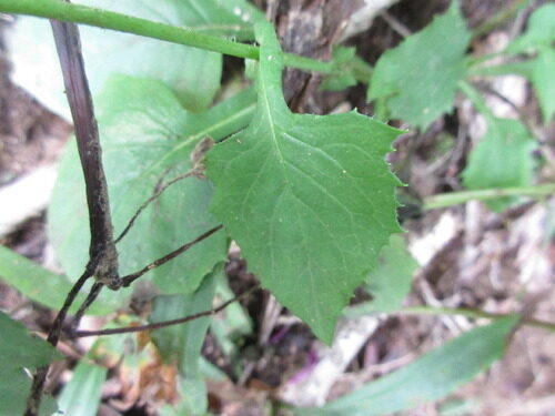 Lactuca triangulata — photo
