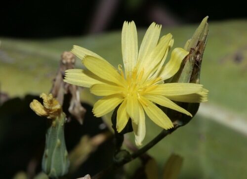 Lactuca virosa (Wild Lettuce) — photo