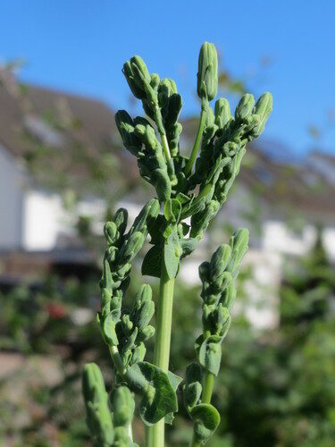 Lactuca virosa (Wild Lettuce) — photo