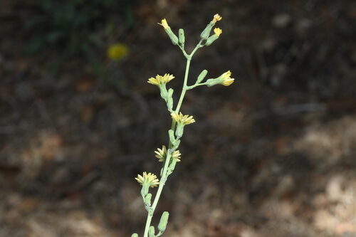 Lactuca virosa
