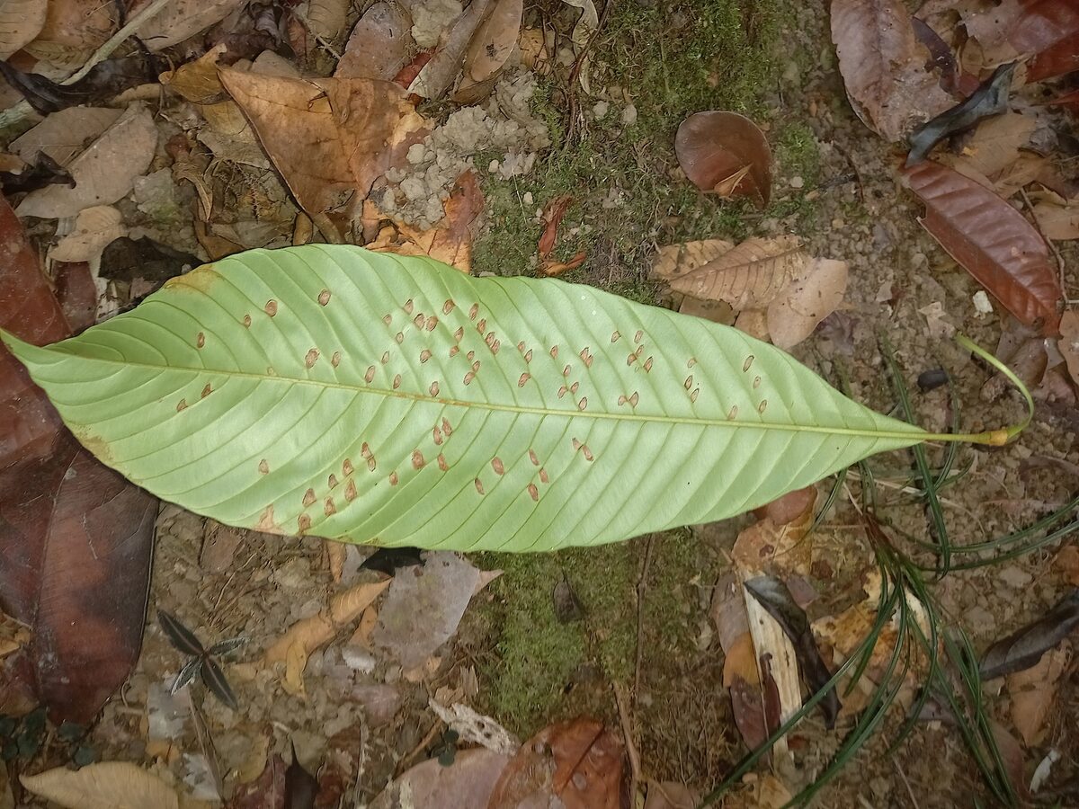 Lacunaria jenmanii - (Oliv.) Ducke (Moela de mutum) — photo