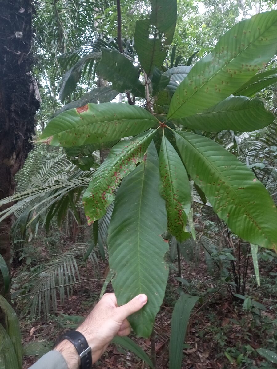 Lacunaria jenmanii - (Oliv.) Ducke (Moela de mutum) — photo