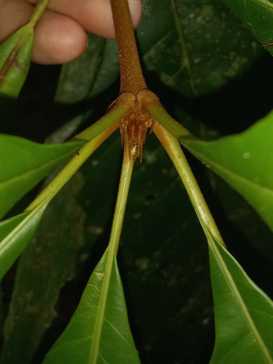 Lacunaria jenmanii - (Oliv.) Ducke