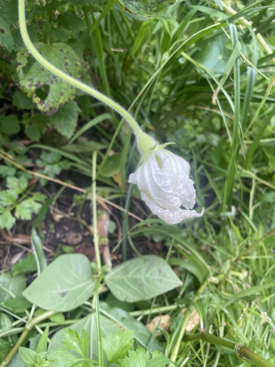 Lagenaria siceraria - (Molina.)Standl. (Bottle Gourd) — photo
