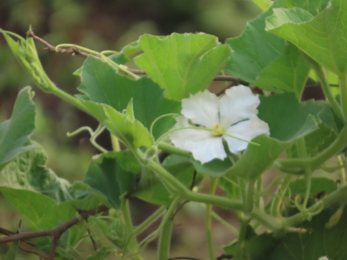 Lagenaria siceraria - (Molina.)Standl. (Bottle Gourd) — photo
