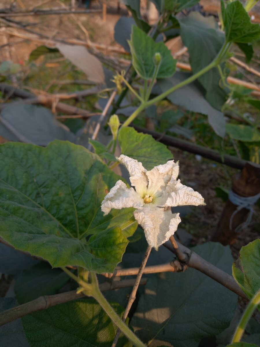 Lagenaria siceraria - (Molina.)Standl.