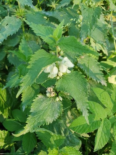 Lamium album (White Dead Nettle) — photo