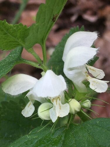 Lamium album (White Dead Nettle) — photo