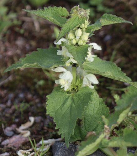 Lamium album