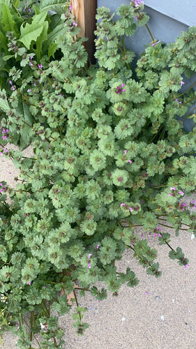 Lamium amplexicaule (Henbit) — photo