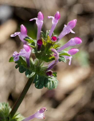 Lamium amplexicaule (Henbit) — photo