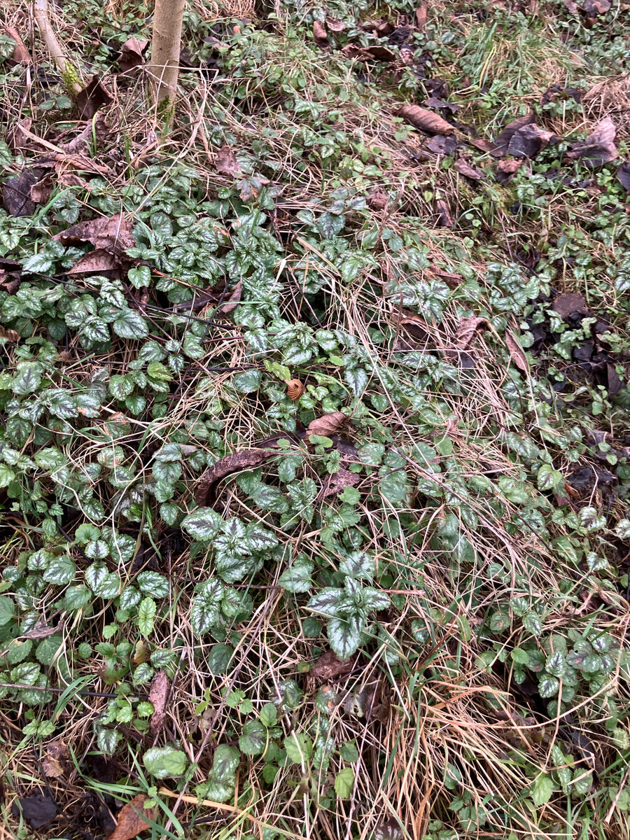 Lamium galeobdolon - (L.)L.