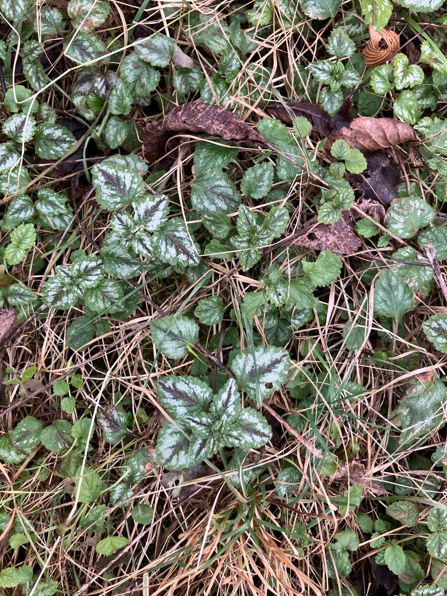 Lamium galeobdolon - (L.)L. (Yellow Archangel) — photo