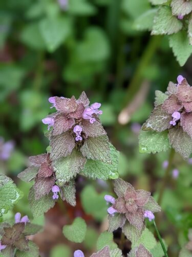 Lamium purpureum (Red Dead Nettle) — photo