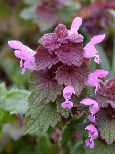 Lamium purpureum (Red Dead Nettle) — photo