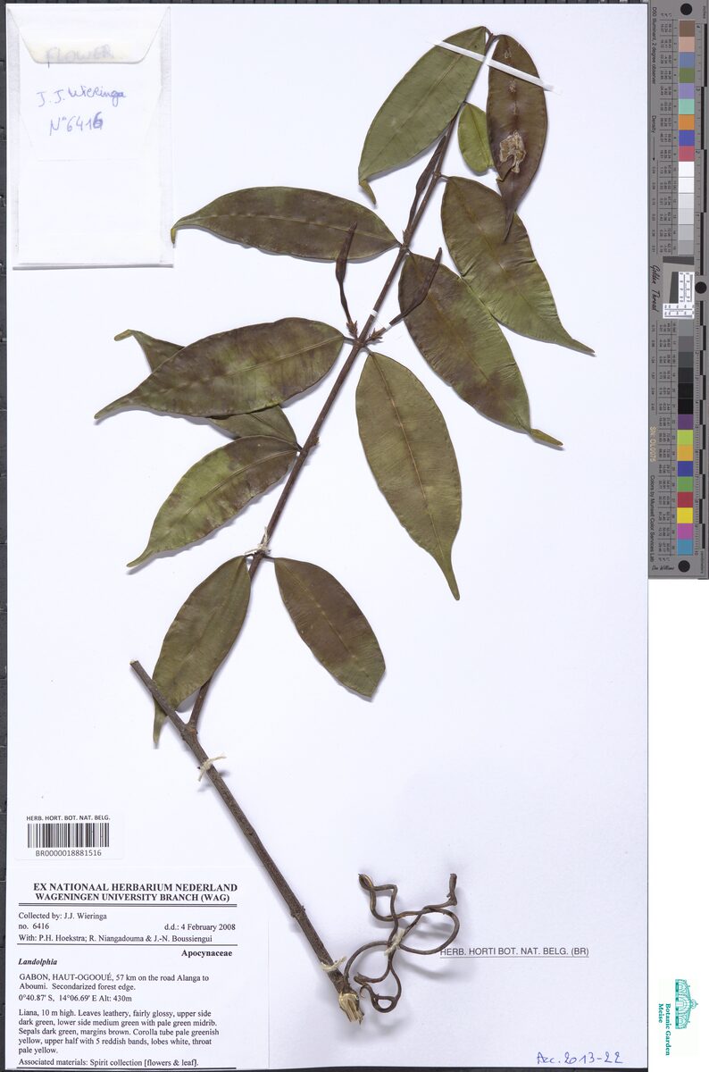 Landolphia bruneelii — photo