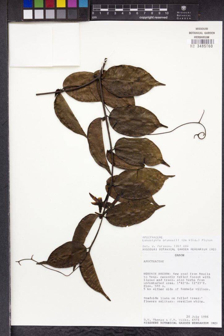 Landolphia bruneelii — photo
