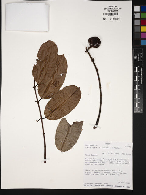 Landolphia bruneelii