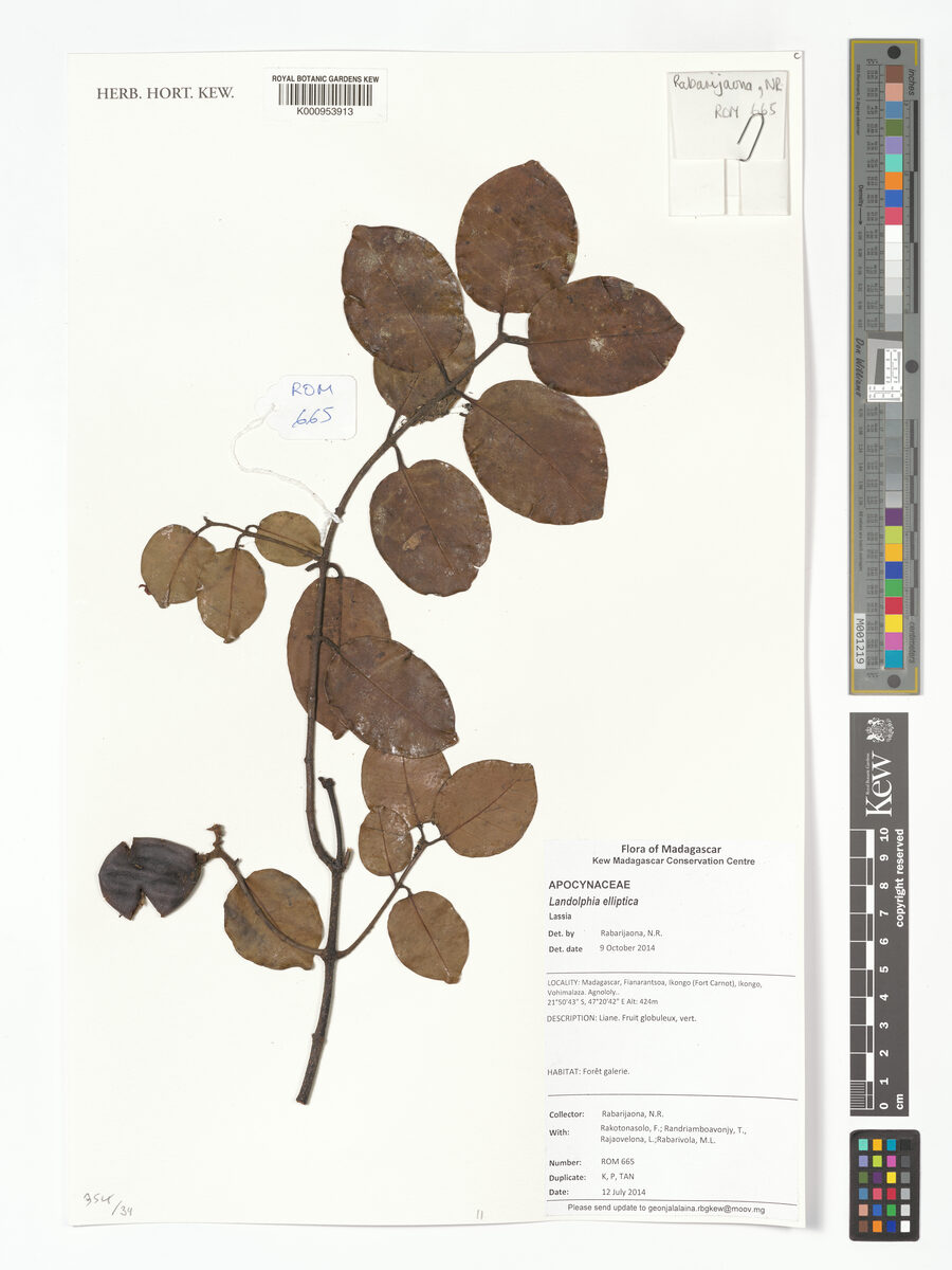 Landolphia elliptica — photo