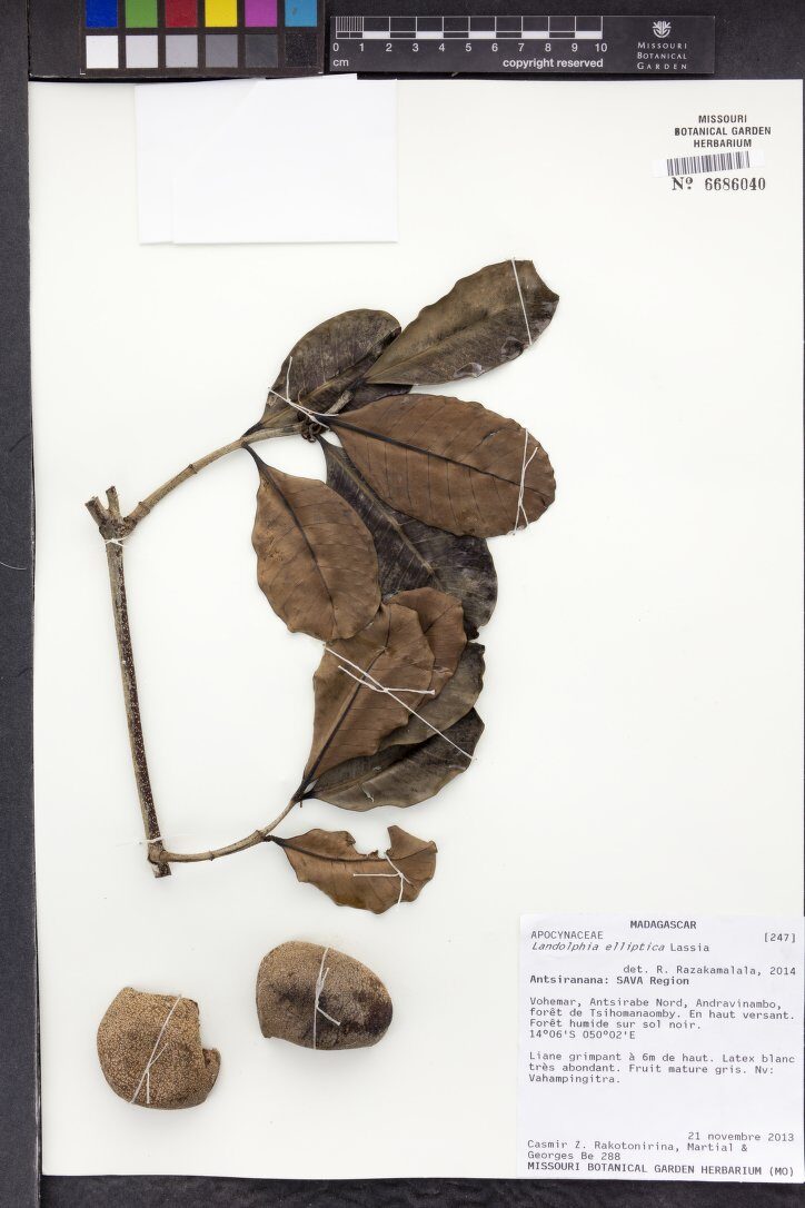 Landolphia elliptica — photo
