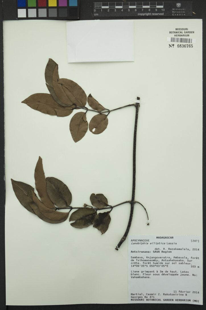 Landolphia elliptica