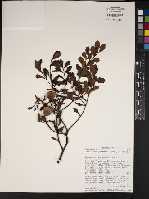 Landolphia gummifera — photo