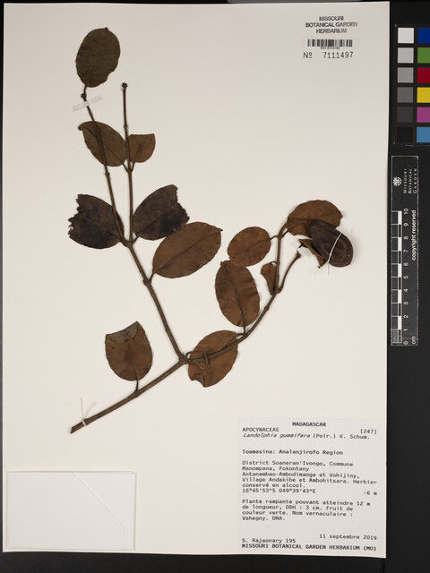 Landolphia gummifera — photo
