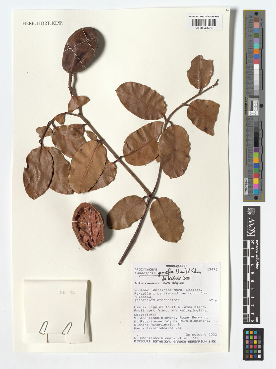 Landolphia gummifera