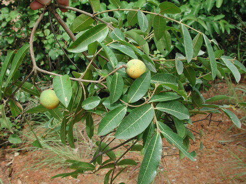 Landolphia heudelotii (Guinea gumvine) — photo