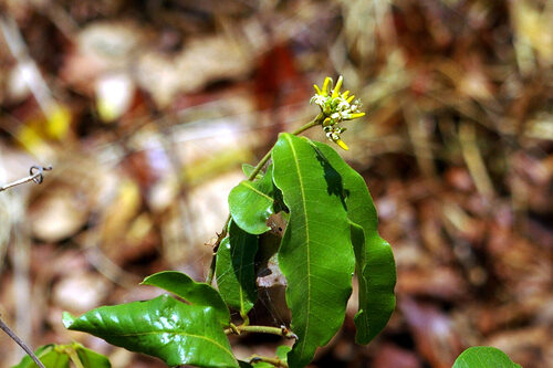 Landolphia kirkii (Sand apricot-vine) — photo