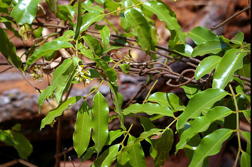 Landolphia kirkii (Sand apricot-vine) — photo