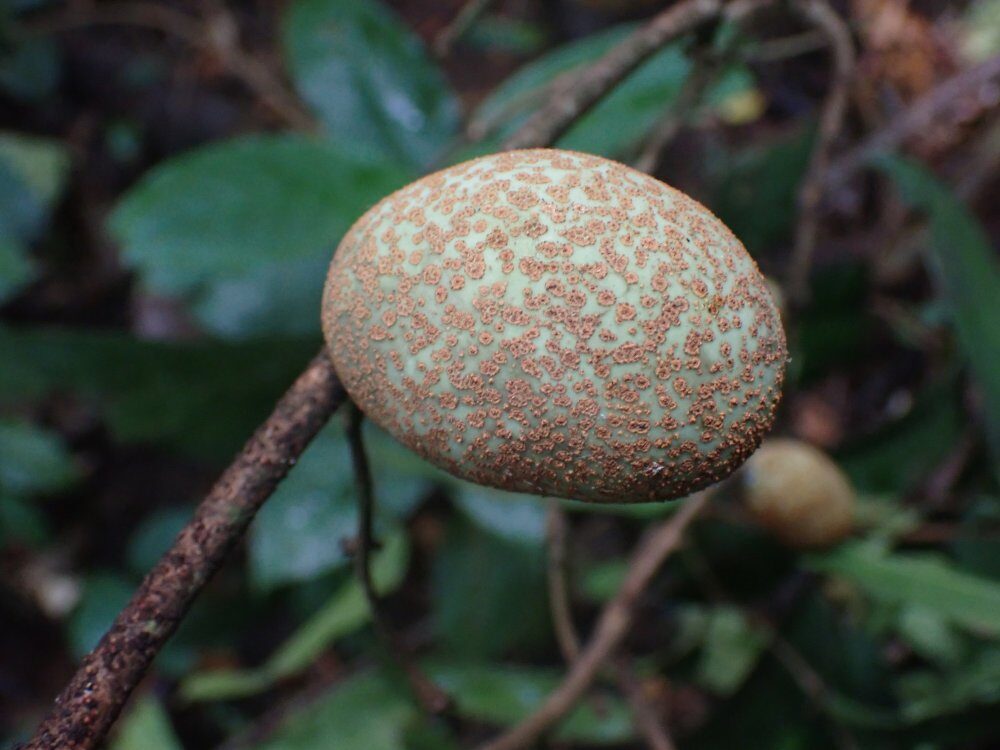 Landolphia robustior — photo