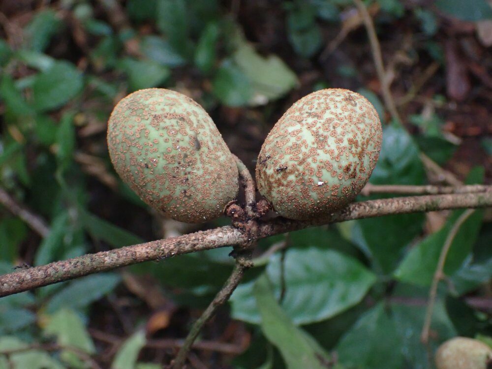 Landolphia robustior — photo
