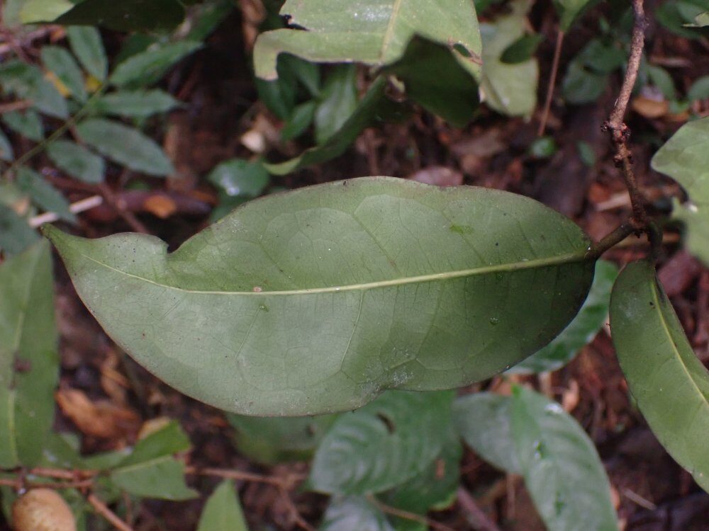 Landolphia robustior