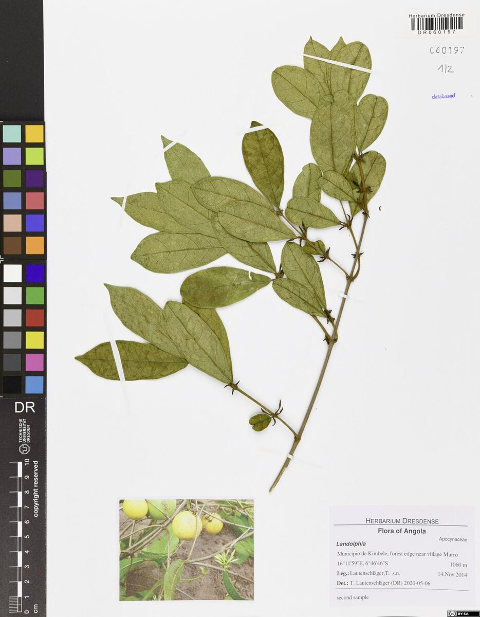 Landolphia villosa — photo