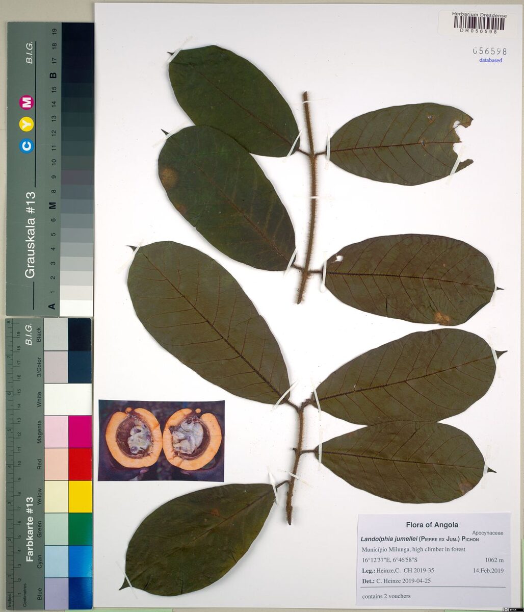 Landolphia villosa